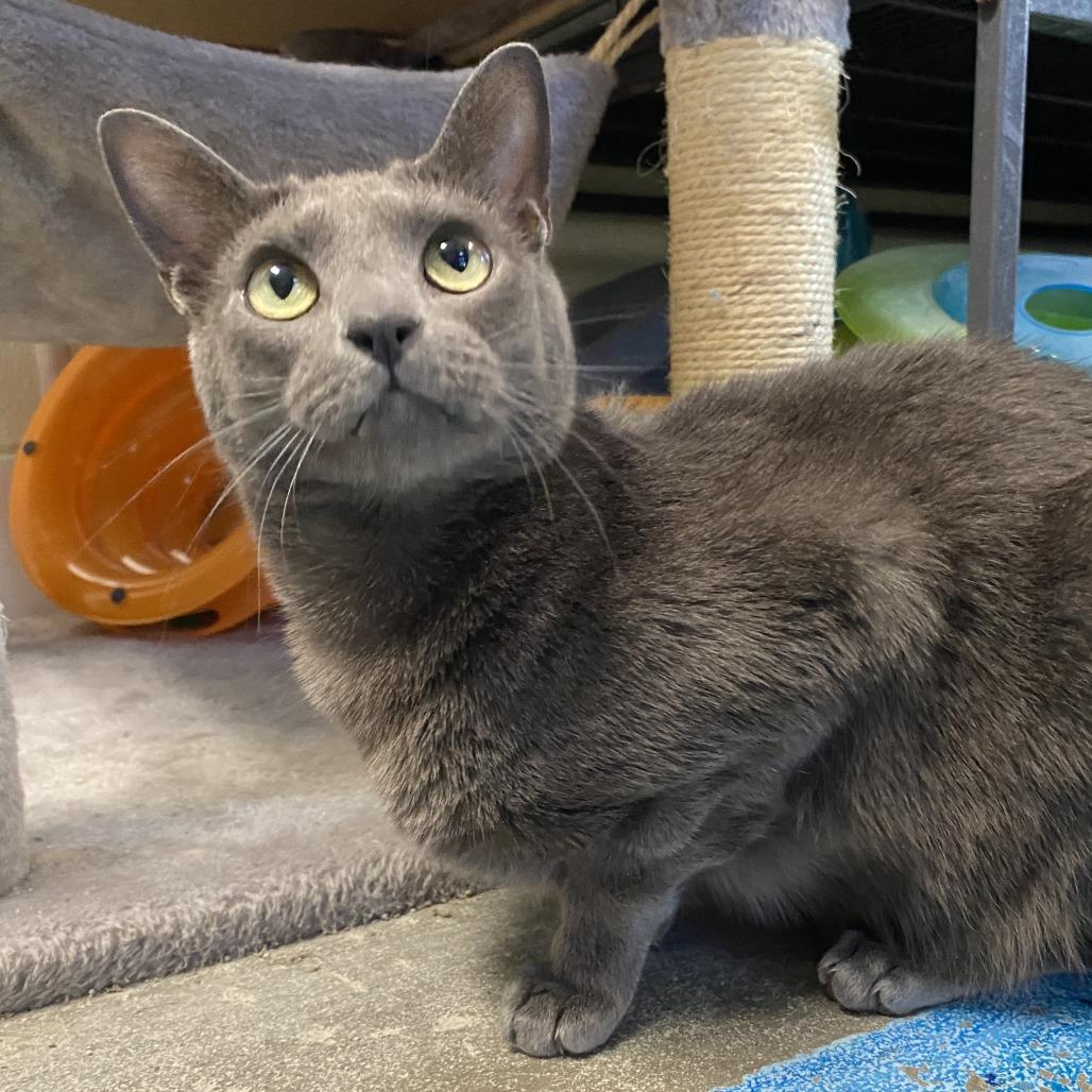 Mouse, a Adoptable Domestic Short Hair in Fletcher, NC image 4/4