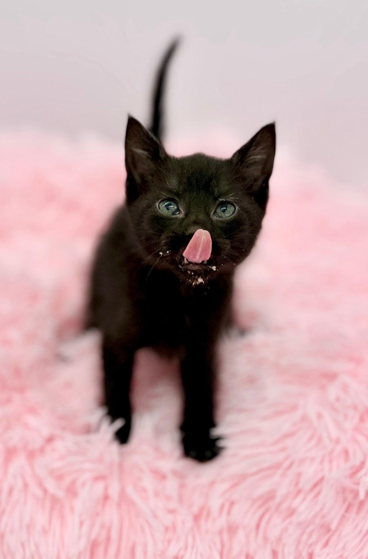 Alex Warren, a Adoptable Domestic Short Hair in Covington, LA image 4/6