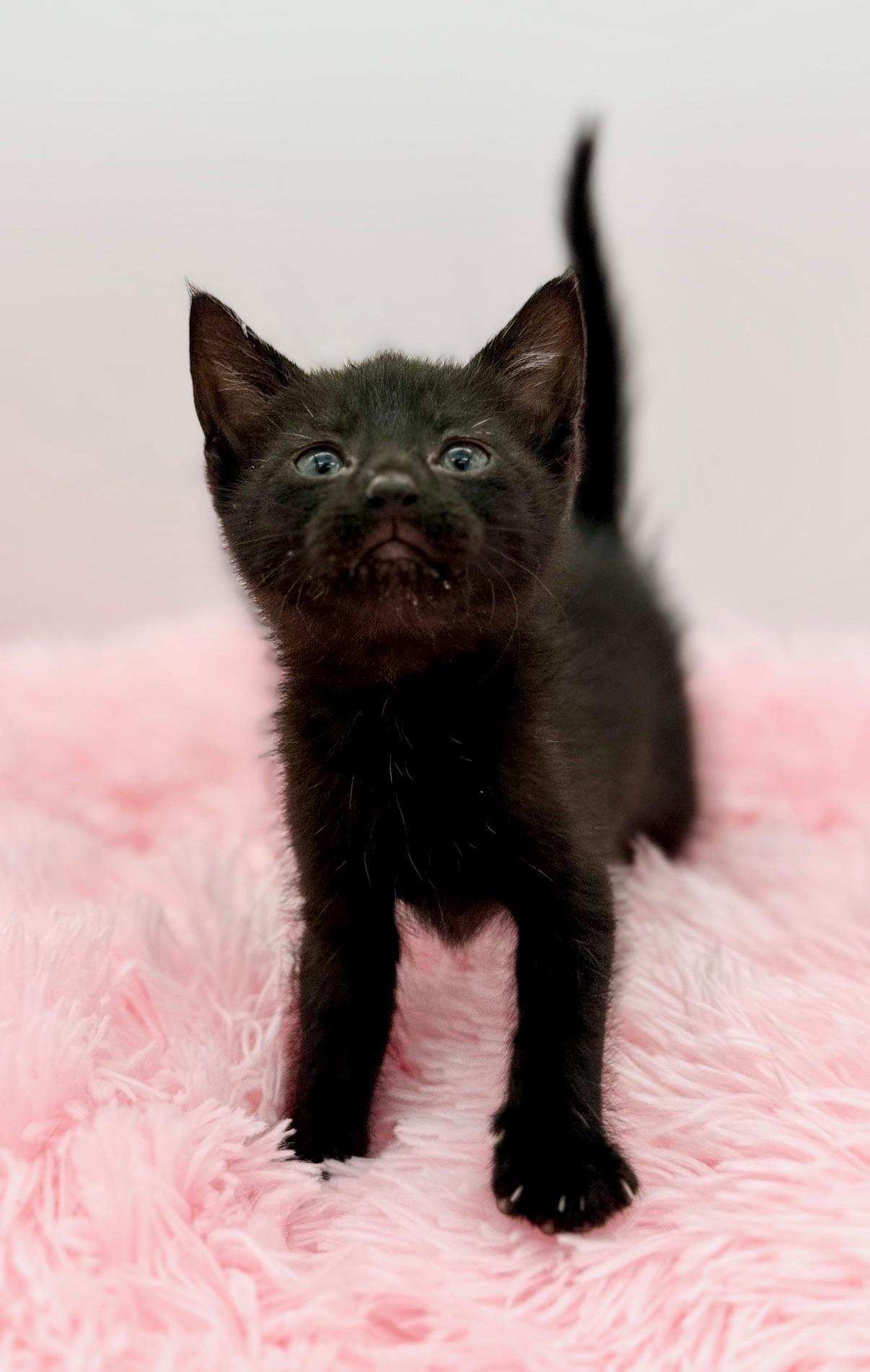 Alex Warren, a Adoptable Domestic Short Hair in Covington, LA image 5/6