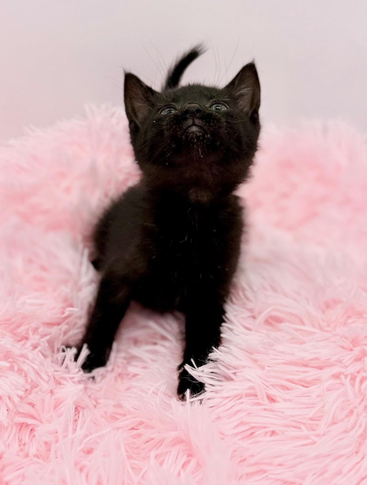 Alex Warren, Adoptable, Kitten Male Domestic Short Hair.