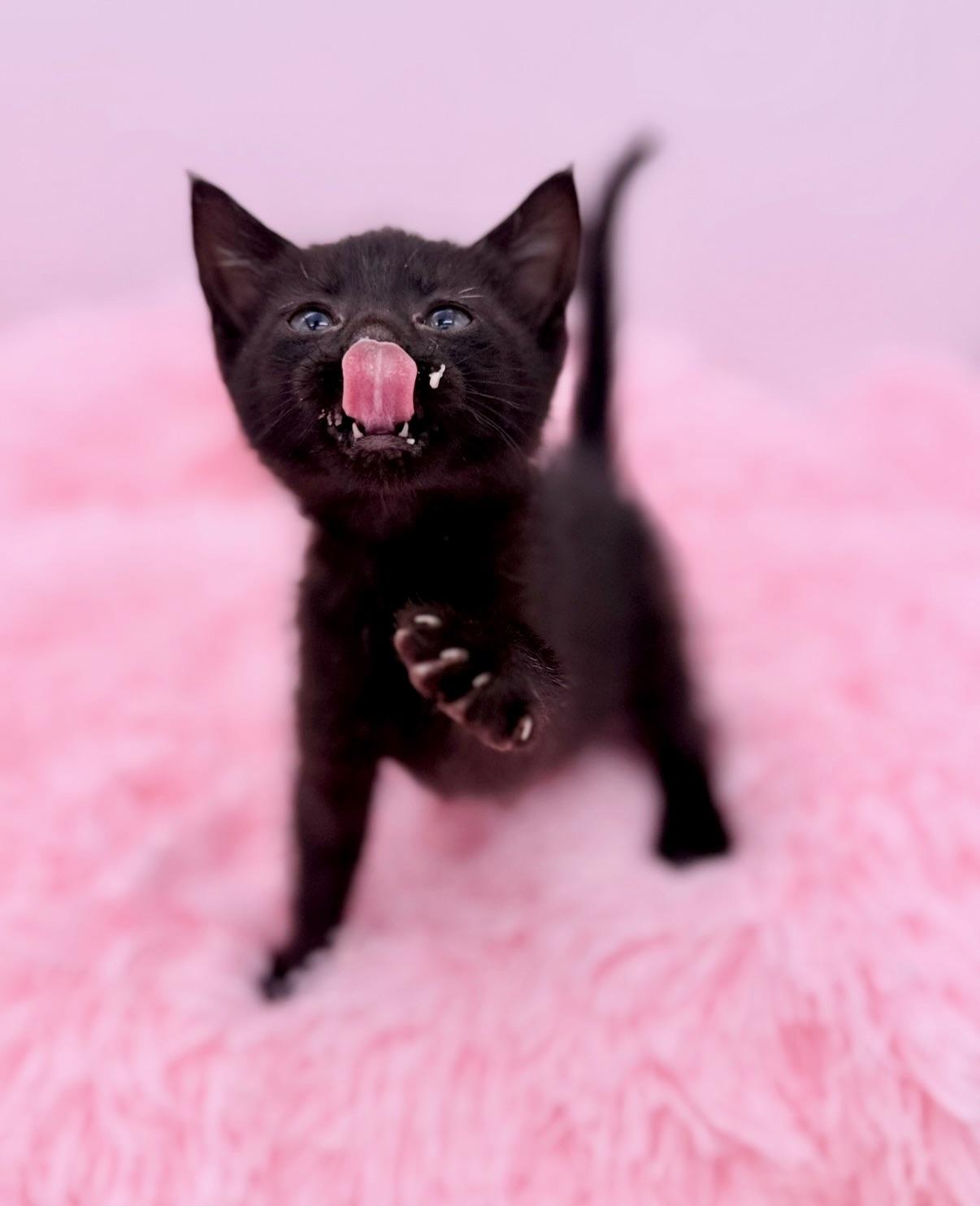 Alex Warren, a Adoptable Domestic Short Hair in Covington, LA image 6/6