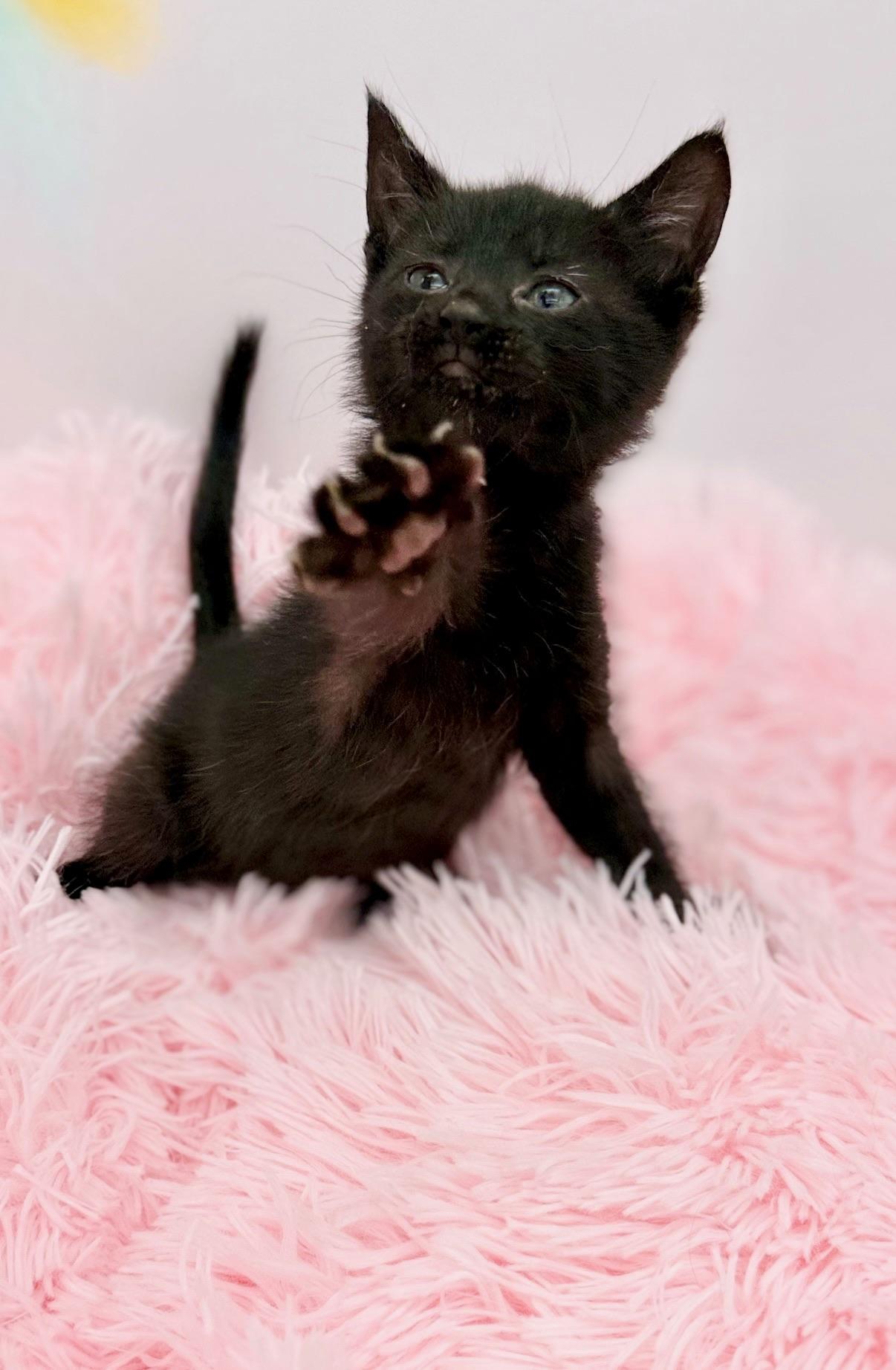 Alex Warren, a Adoptable Domestic Short Hair in Covington, LA image 2/6