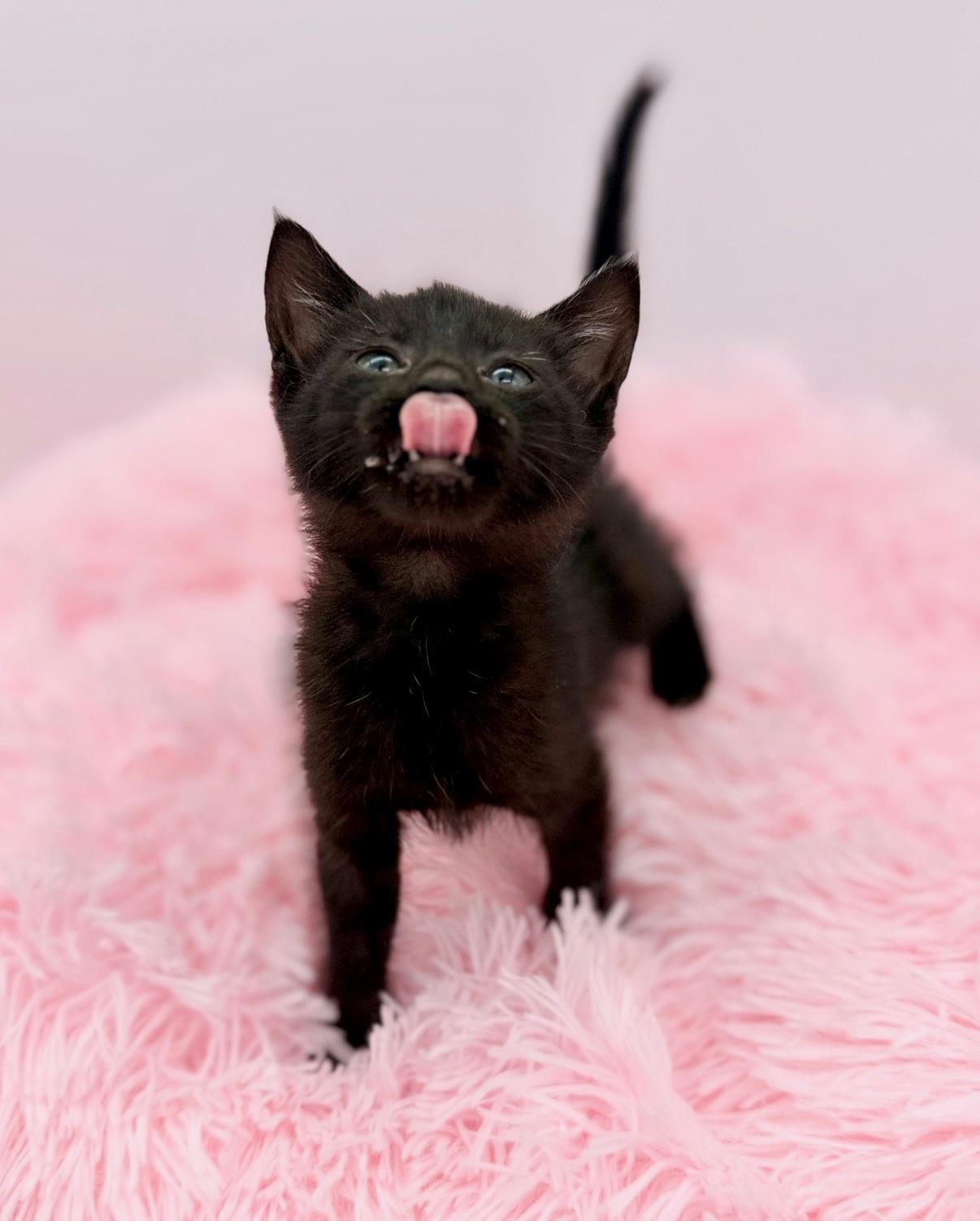Alex Warren, a Adoptable Domestic Short Hair in Covington, LA image 3/6