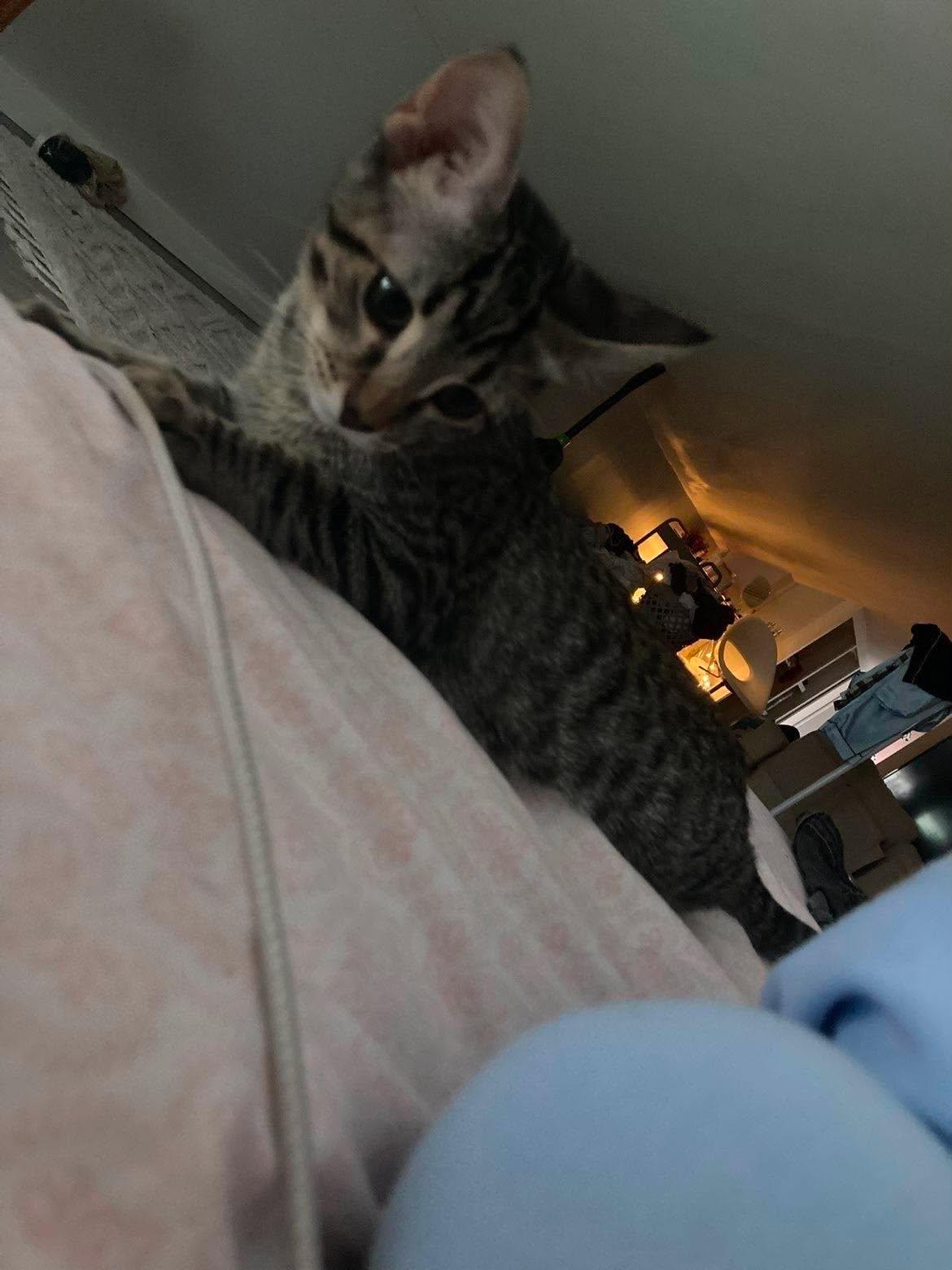 Basil, adopted, Kitten Male Domestic Short Hair.