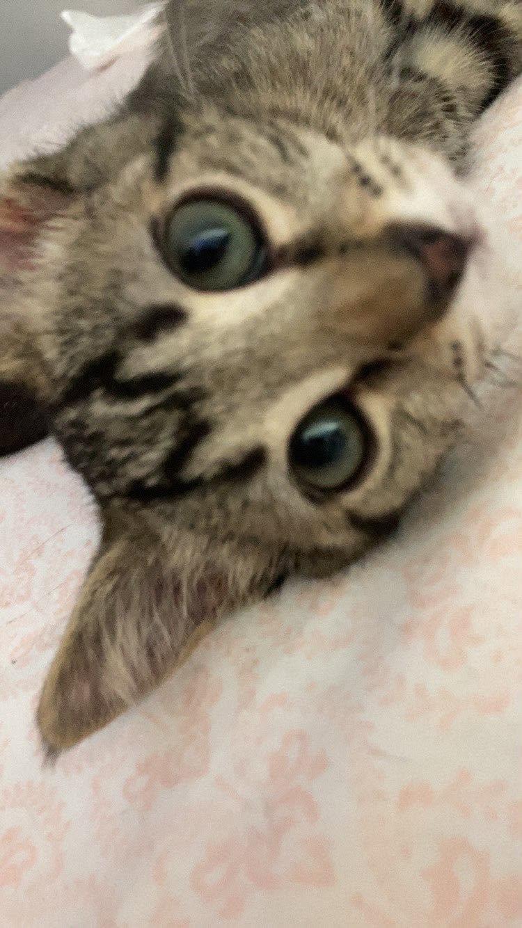 Enlarge Basil, an adopted Domestic Short Hair in Overland Park, KS image 4/5