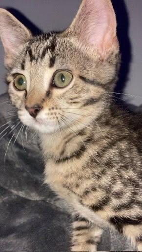 Enlarge Basil, an adopted Domestic Short Hair in Overland Park, KS image 2/5