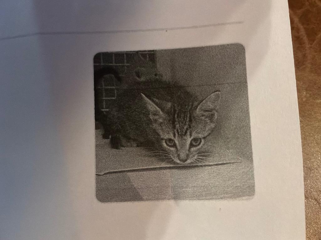 Arizona, Adoptable, Kitten Male Domestic Short Hair.