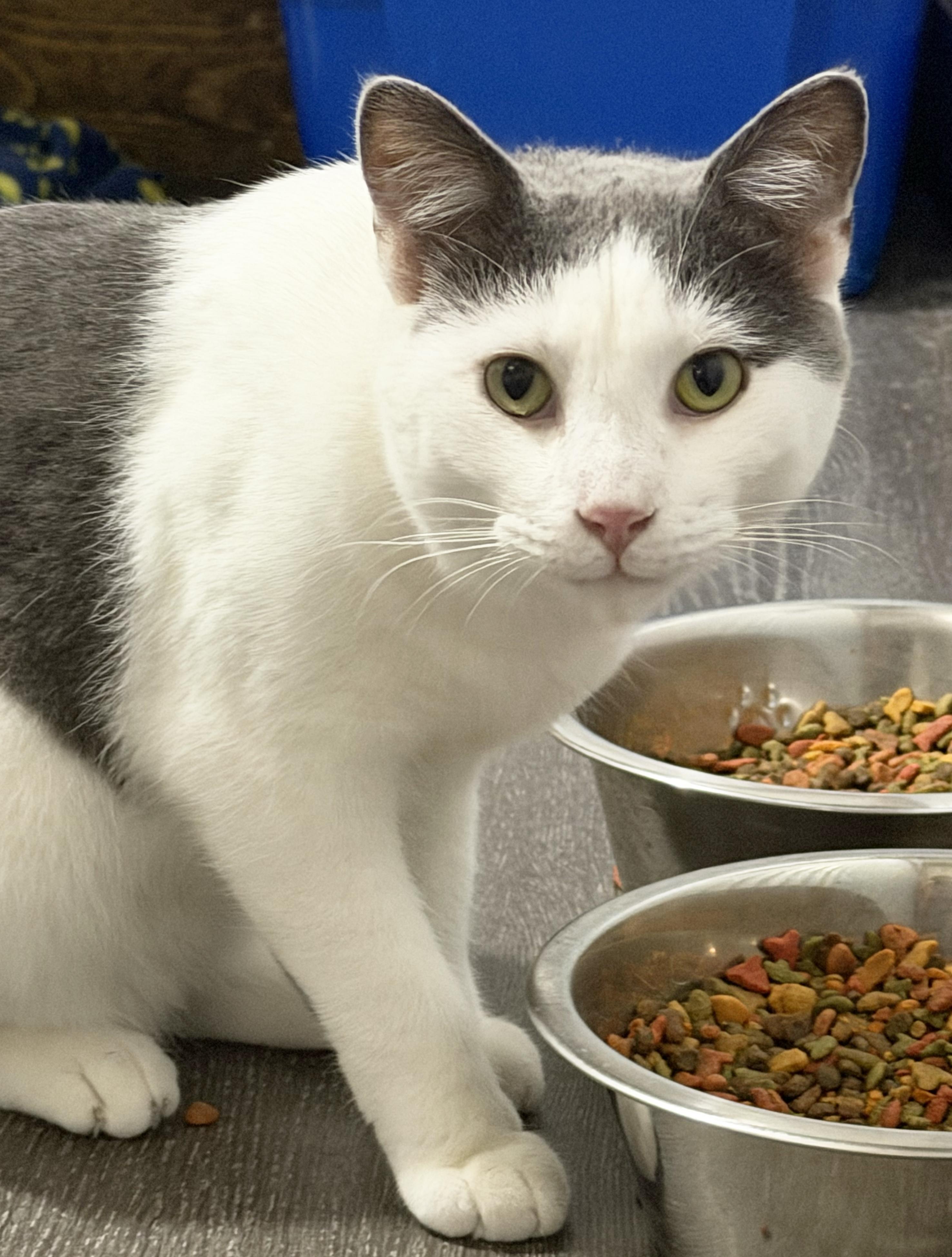 Enlarge Slim Jim, a Adoptable Domestic Short Hair in Fredericksburg, OH image 1/1