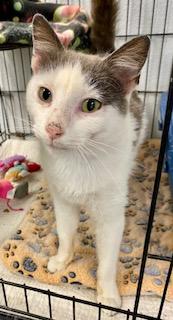 Slim Jim, a Adoptable Domestic Short Hair in Fredericksburg, OH image 2/2