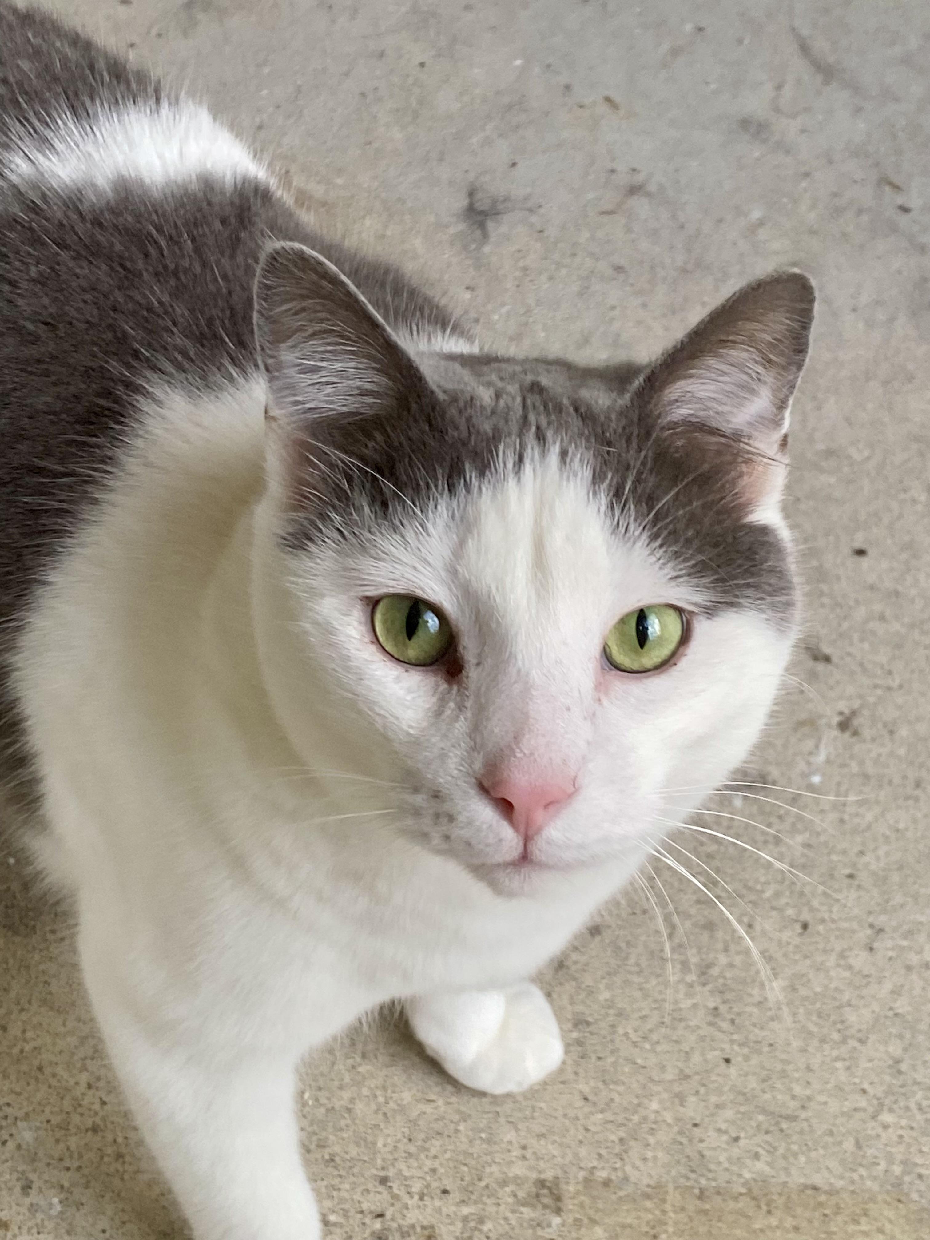 Slim Jim, Adoptable, Adult Male Domestic Short Hair.