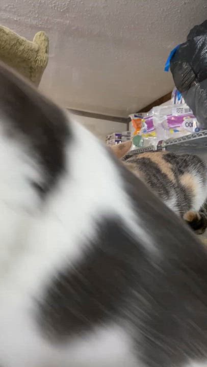 Enlarge Slim Jim, a Adoptable Domestic Short Hair in Fredericksburg, OH video 5/5