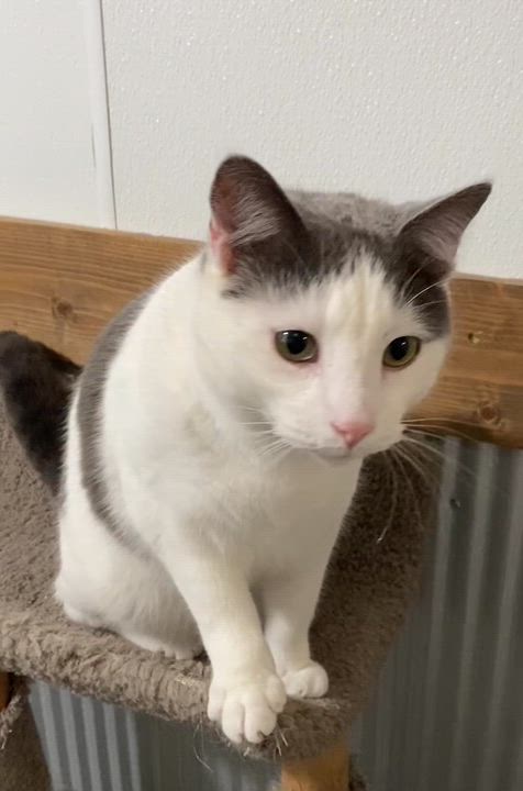 Enlarge Slim Jim, a Adoptable Domestic Short Hair in Fredericksburg, OH video 4/5