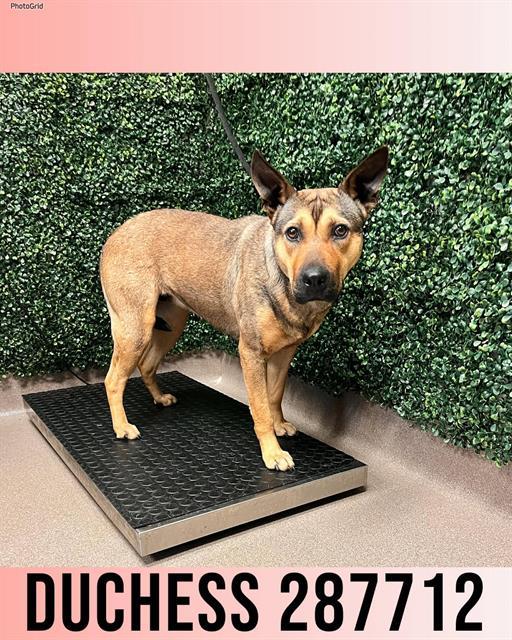 DUCHESS, Adoptable, Young Female German Shepherd Dog & Mixed Breed.