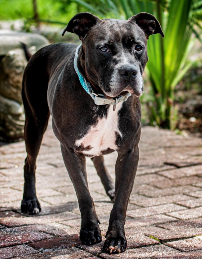 Enlarge Slicker, a Adoptable Mixed Breed in Ocala, FL image 1/5