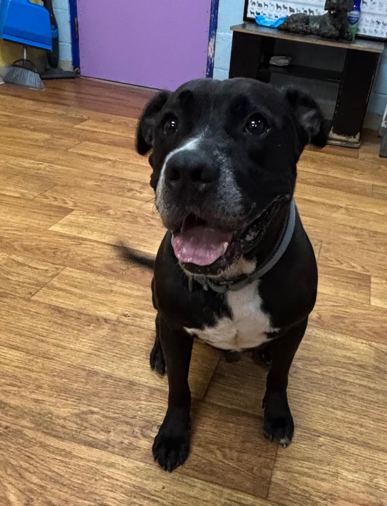 Slicker, Adoptable, Adult Male Mixed Breed.