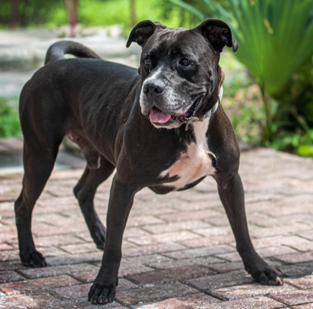 Enlarge Slicker, a Adoptable Mixed Breed in Ocala, FL image 2/5