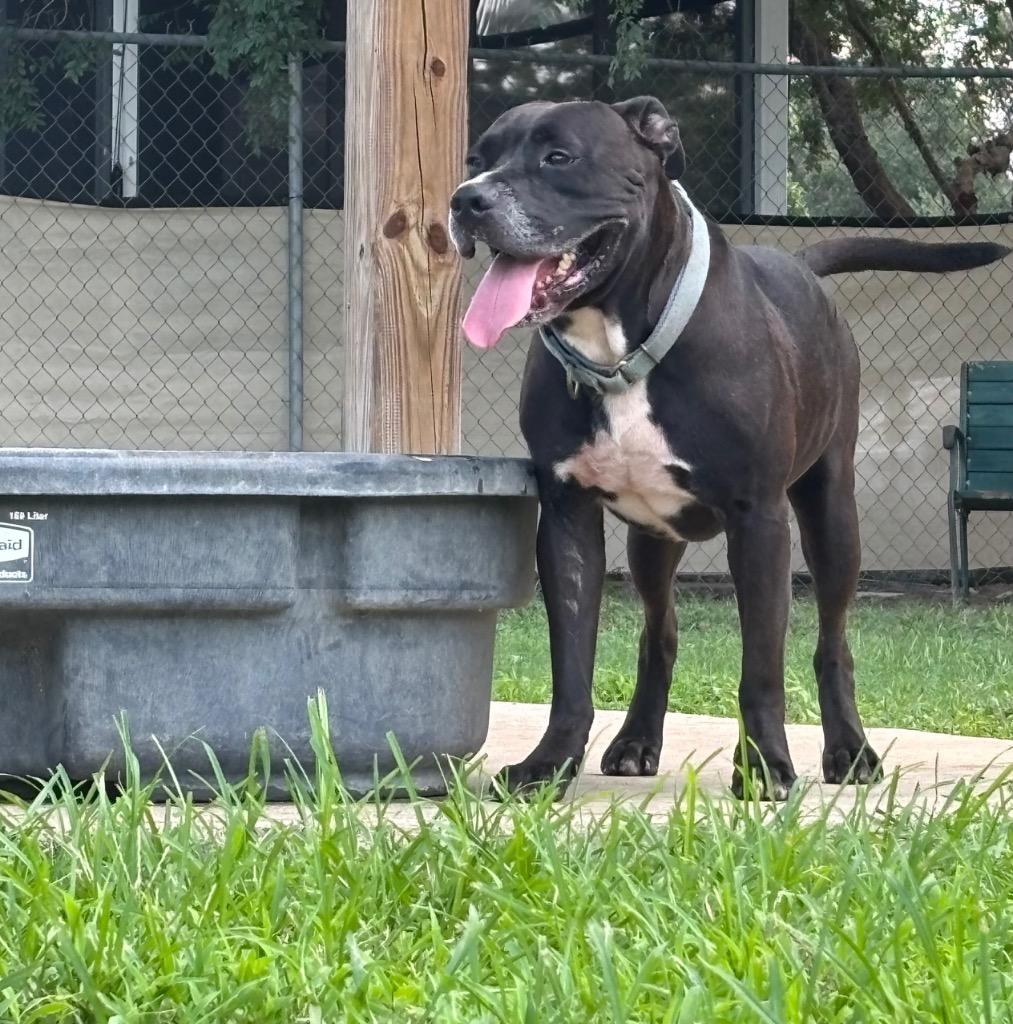 Enlarge Slicker, a Adoptable Mixed Breed in Ocala, FL image 2/5