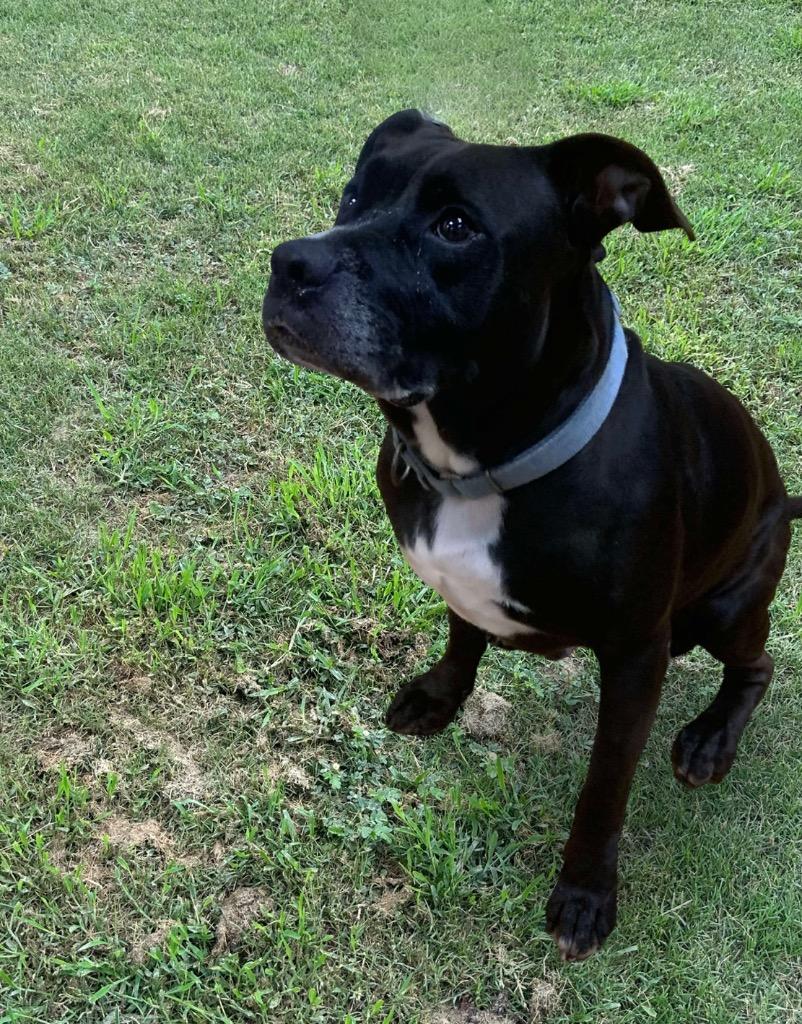 Enlarge Slicker, a Adoptable Mixed Breed in Ocala, FL image 3/5