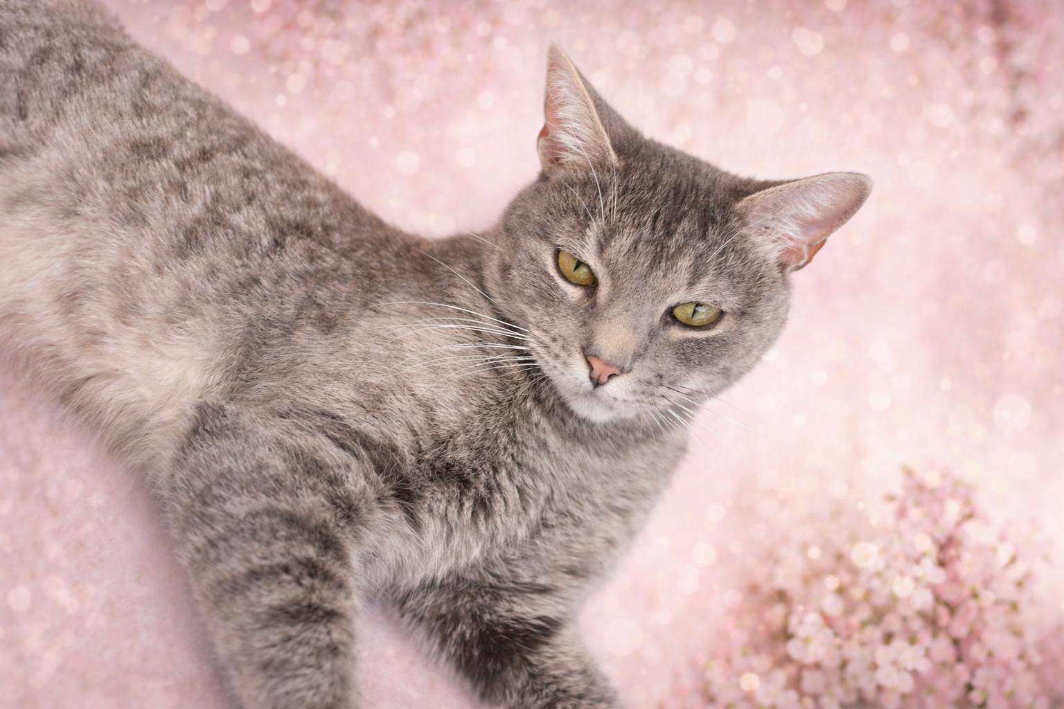 Enlarge Michi-Calm & Confident Companion, a Adoptable Tabby in Laurel, MD image 3/4