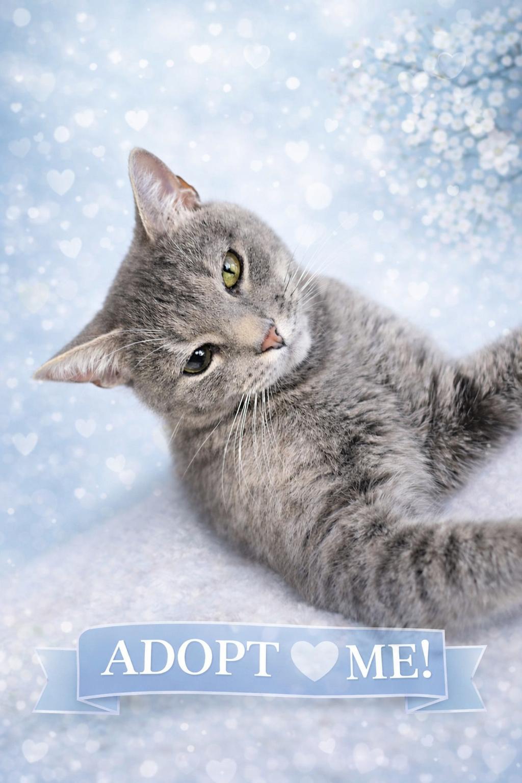 Enlarge Michi-Calm & Confident Companion, a Adoptable Tabby in Laurel, MD image 2/4