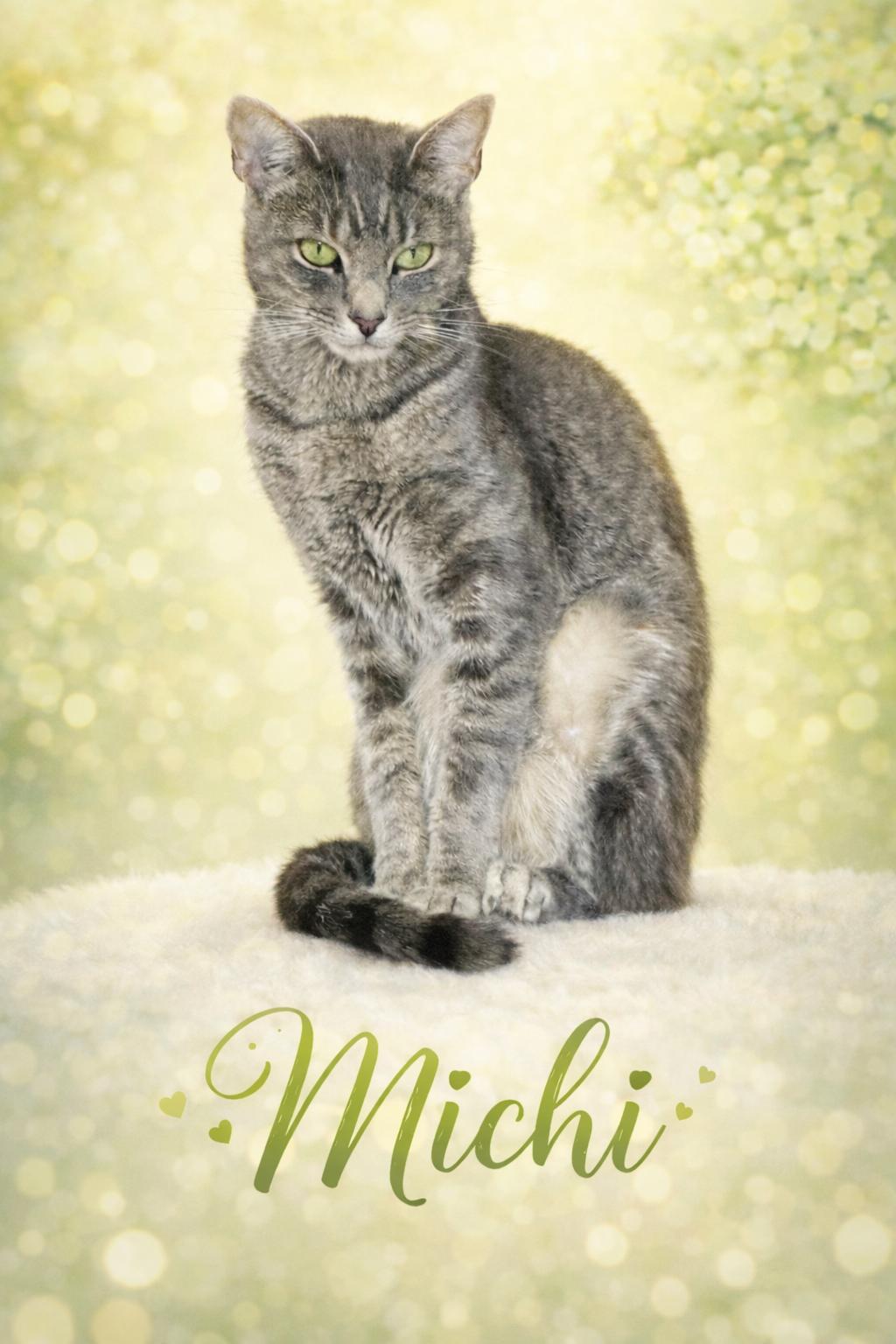 Michi-Calm & Confident Companion, Adoptable, Young Female Tabby.