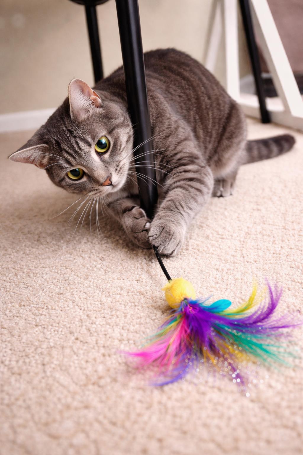 Enlarge Michi-Calm & Confident Companion, a Adoptable Tabby in Laurel, MD image 4/4