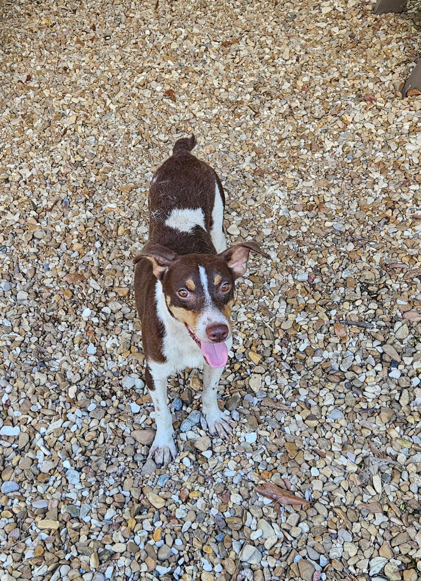 Scout, a Adoptable Terrier in Gulfport, MS image 1/3