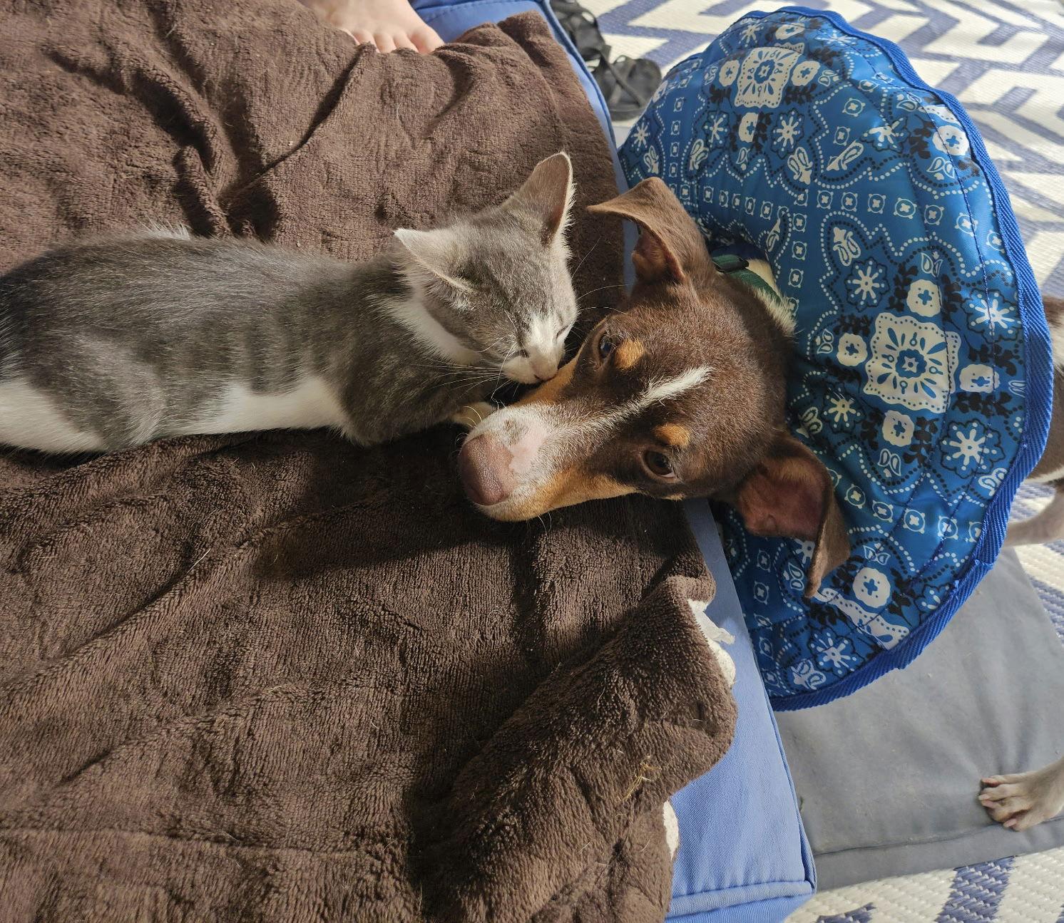 Scout, a Adoptable Terrier in Gulfport, MS image 2/3