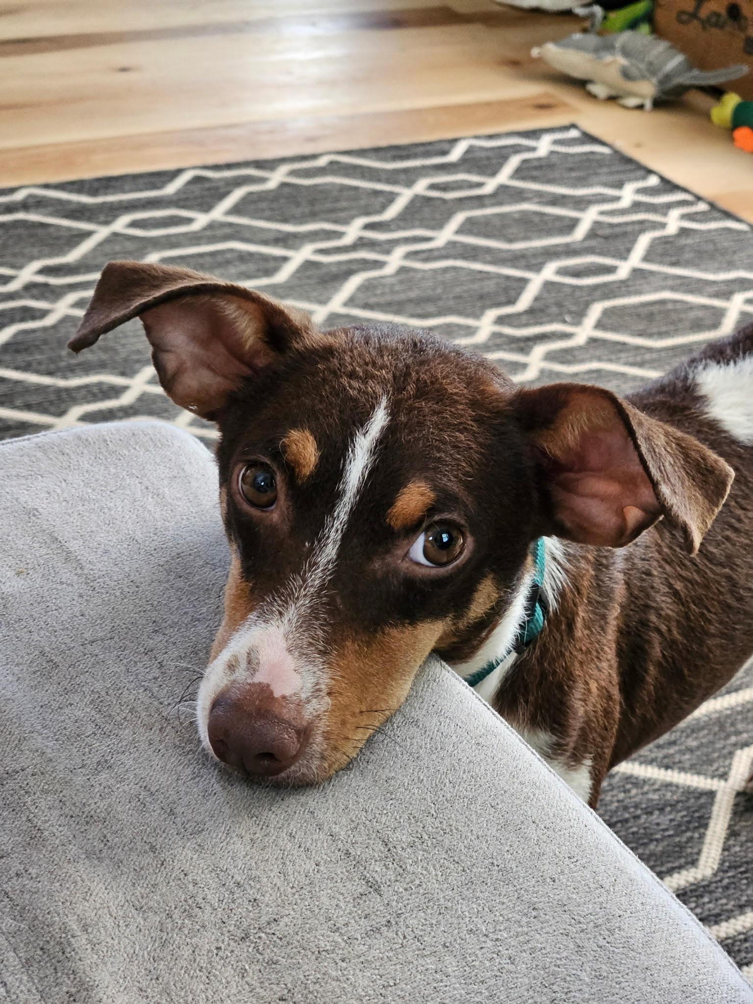 Scout, a Adoptable Terrier in Gulfport, MS image 3/3