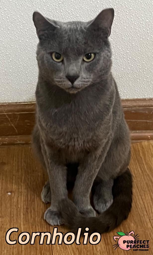 Cornholio, Adoptable, Young Male Russian Blue.
