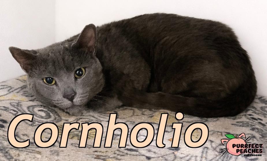 Cornholio, Adoptable, Young Male Russian Blue.