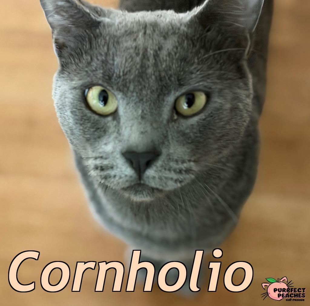 Enlarge Cornholio, a Adoptable mixed breed in Douglasville, GA image 3/4