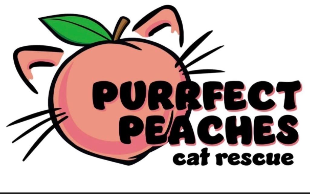 Enlarge Cornholio, a Adoptable mixed breed in Douglasville, GA image 1/1