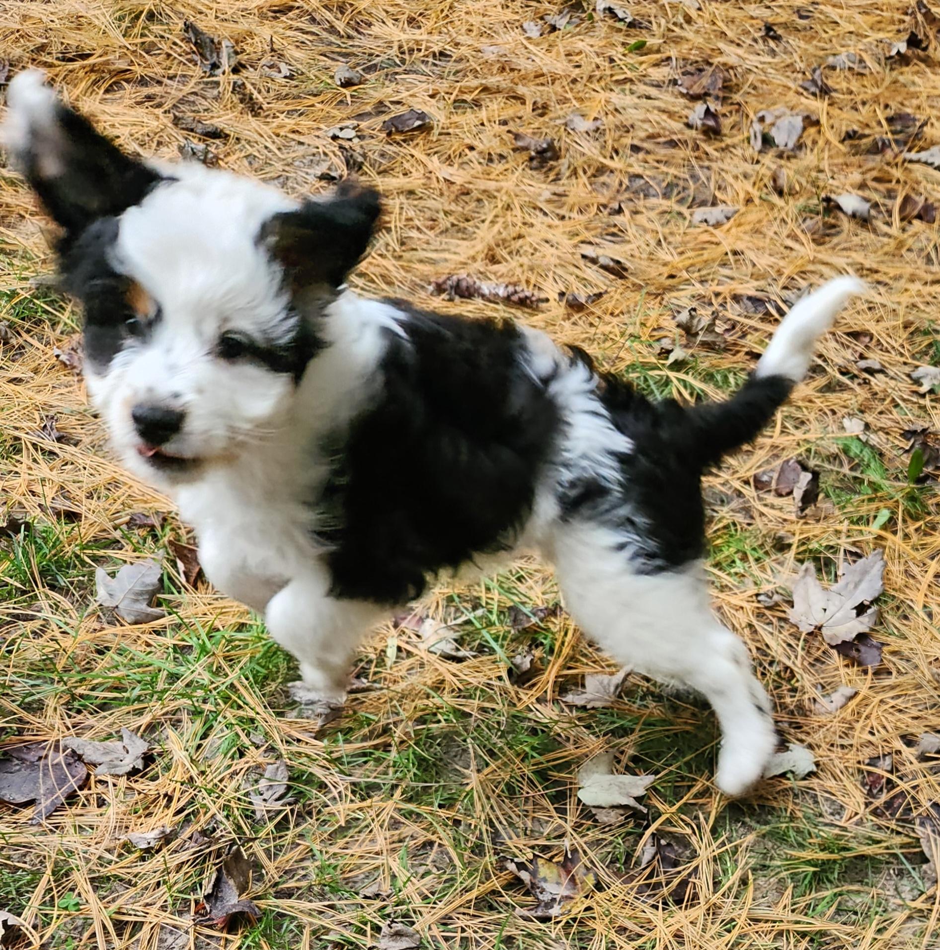 Enlarge Jarad, a Adopted Aussiedoodle in Liberty Center, OH image 4/6