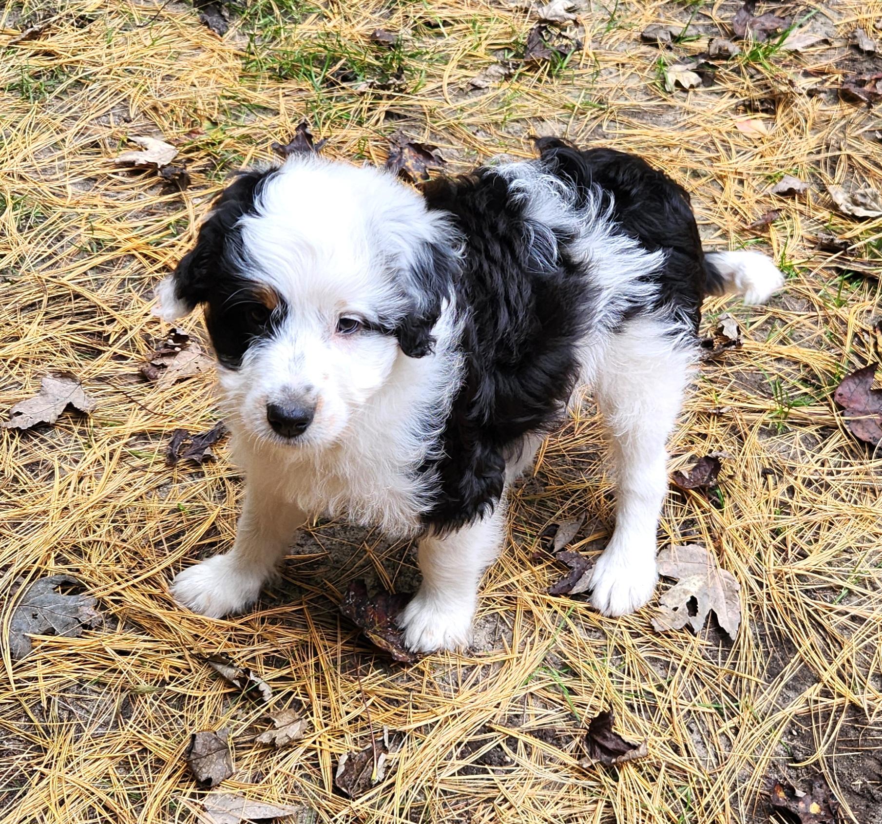 Enlarge Jarad, a Adopted Aussiedoodle in Liberty Center, OH image 6/6