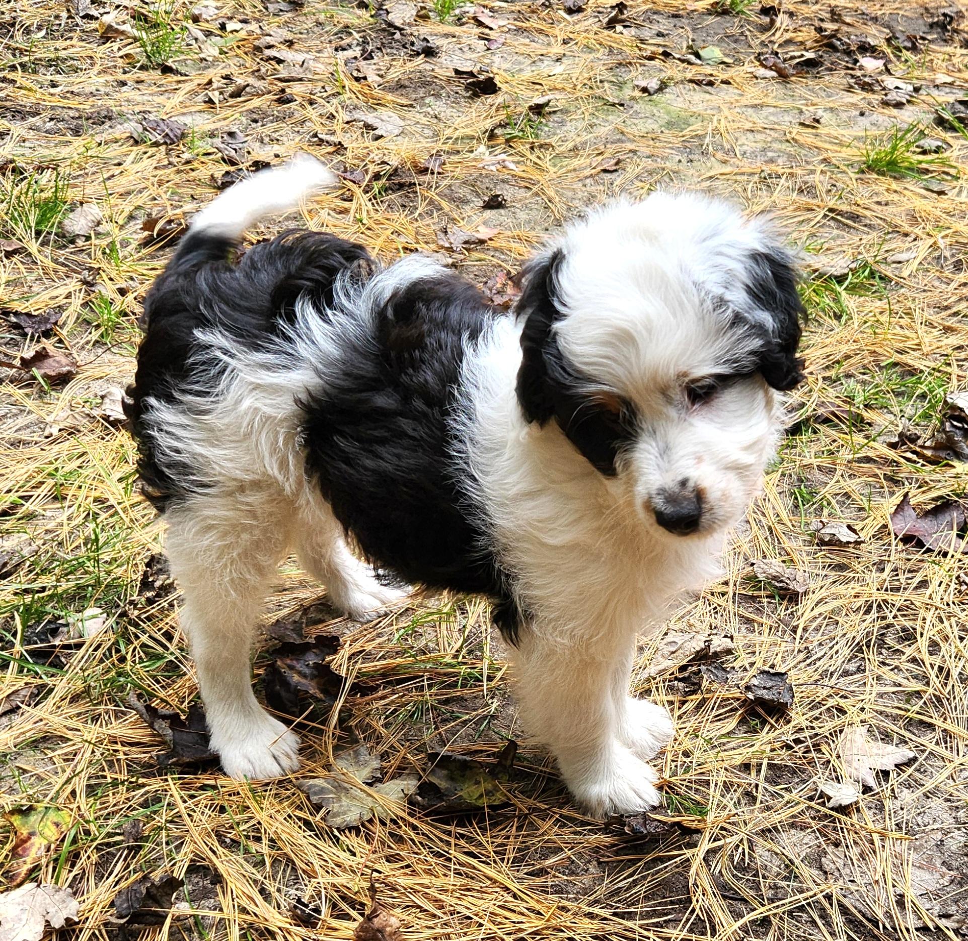 Enlarge Jarad, a Adopted Aussiedoodle in Liberty Center, OH image 5/6