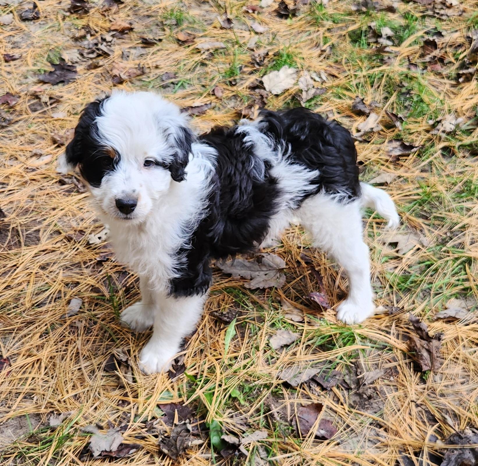 Enlarge Jarad, a Adopted Aussiedoodle in Liberty Center, OH image 2/6