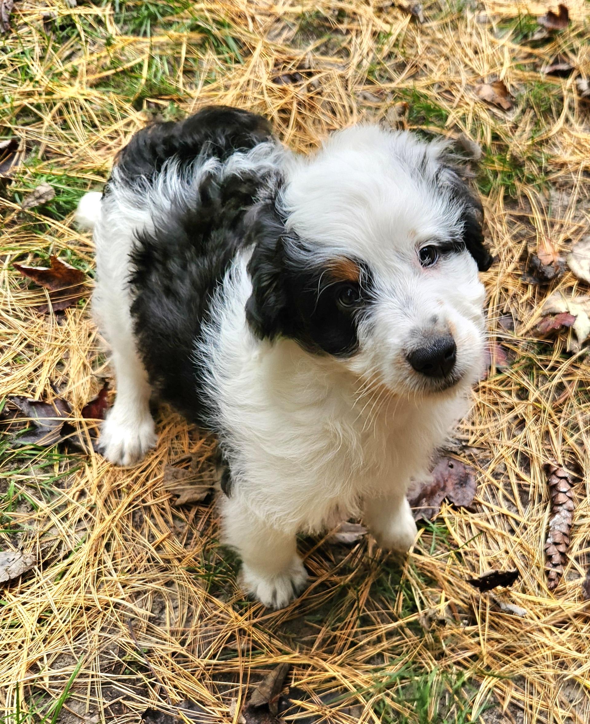 Enlarge Jarad, a Adopted Aussiedoodle in Liberty Center, OH image 3/6