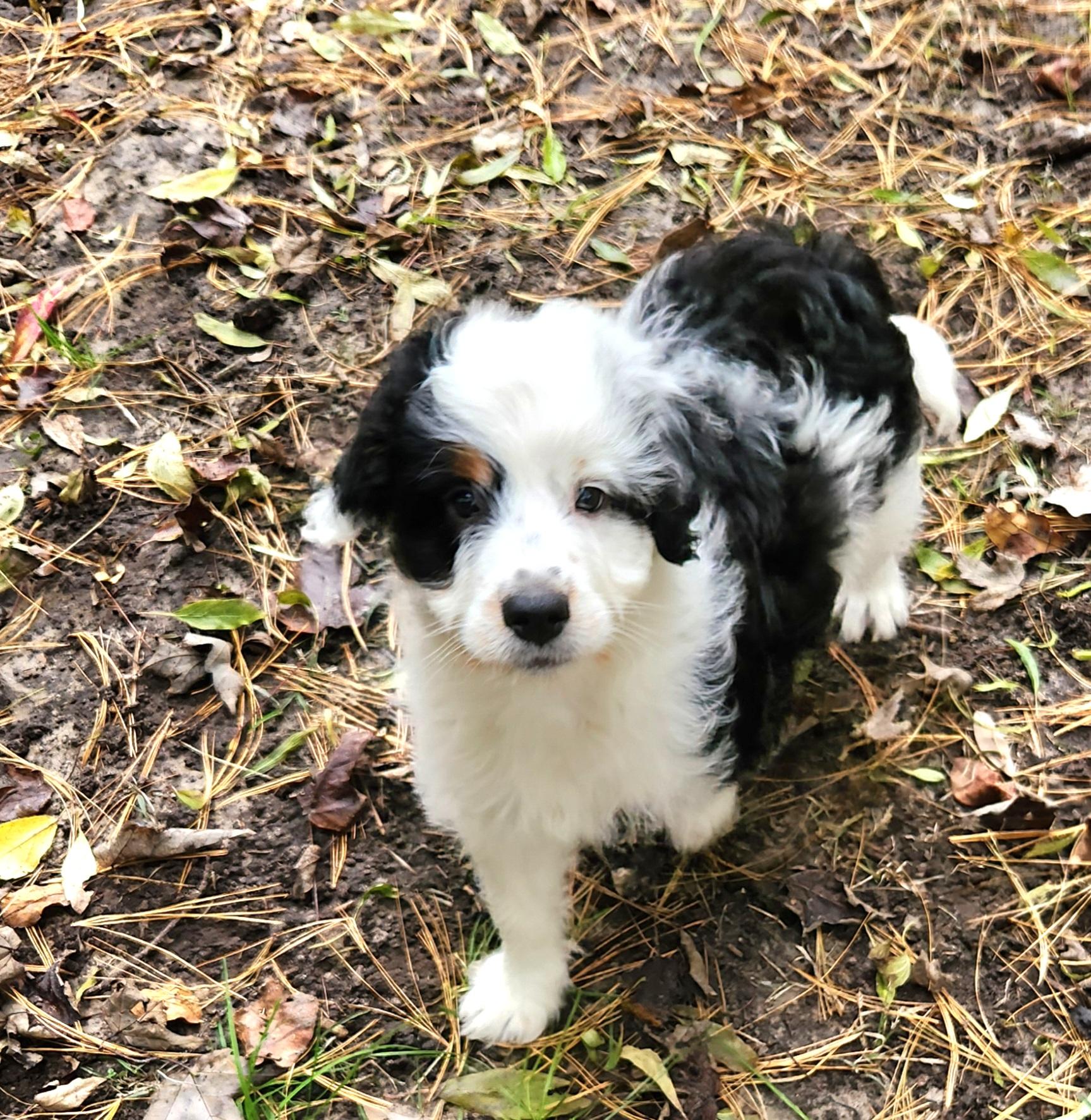 Jarad, Adoptable, Puppy Male Aussiedoodle.