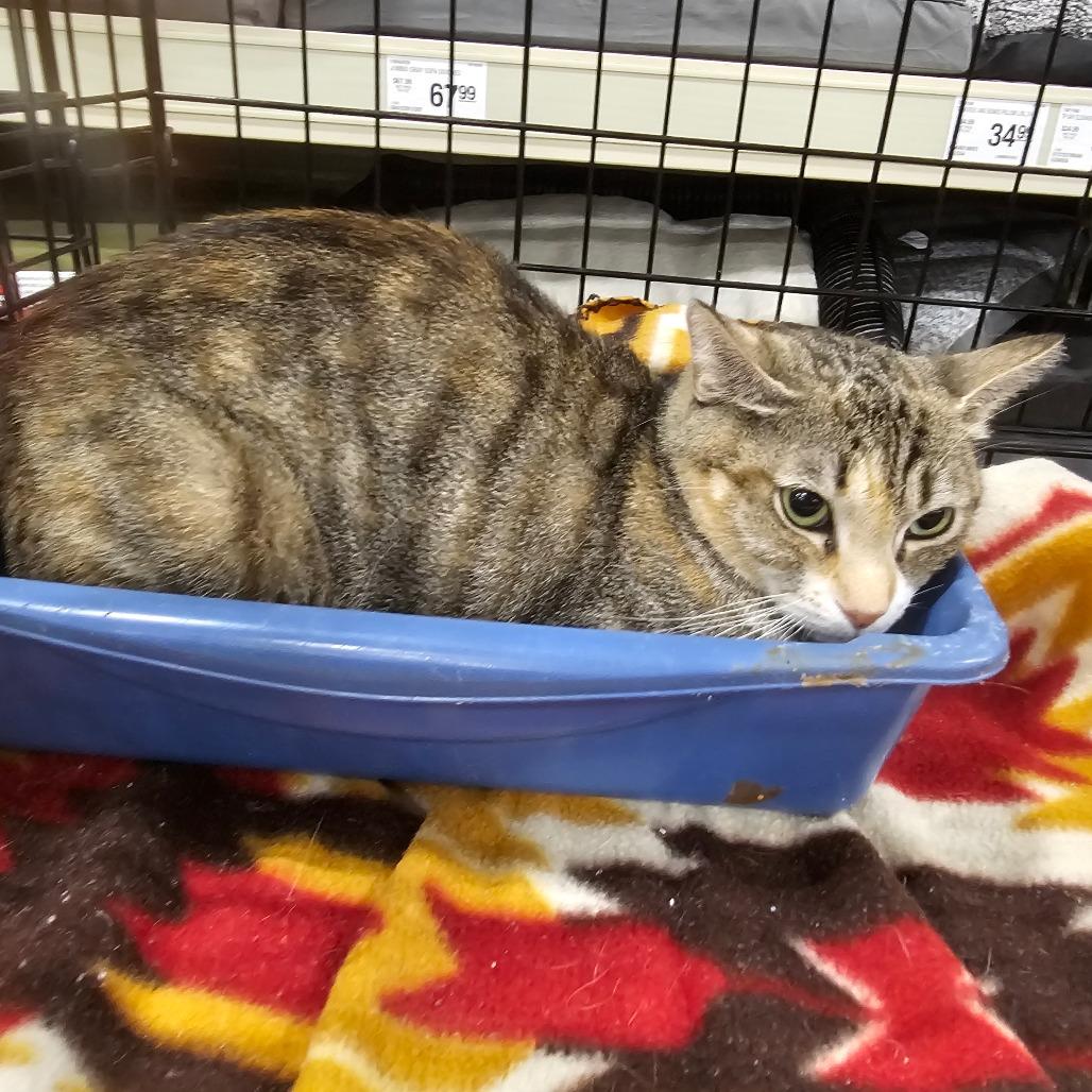 Tiramisu, a Adoptable Domestic Short Hair in Melrose, FL image 1/2