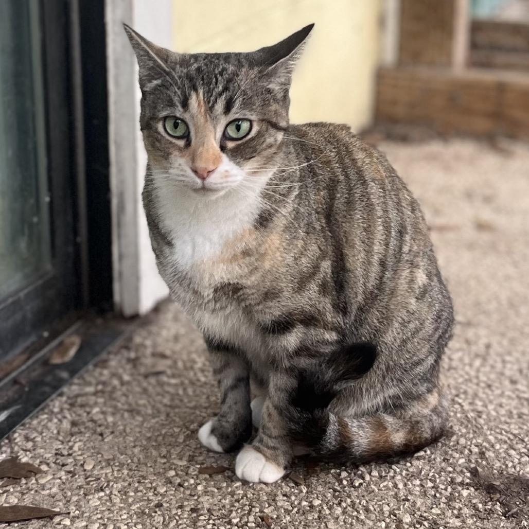 Tiramisu, a Adoptable Domestic Short Hair in Melrose, FL image 2/2