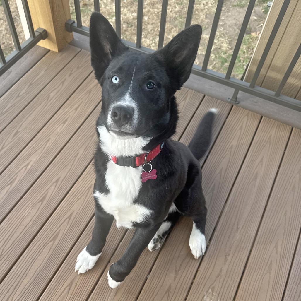 Enlarge Loki, a Adoptable Husky in Wichita, KS image 1/6