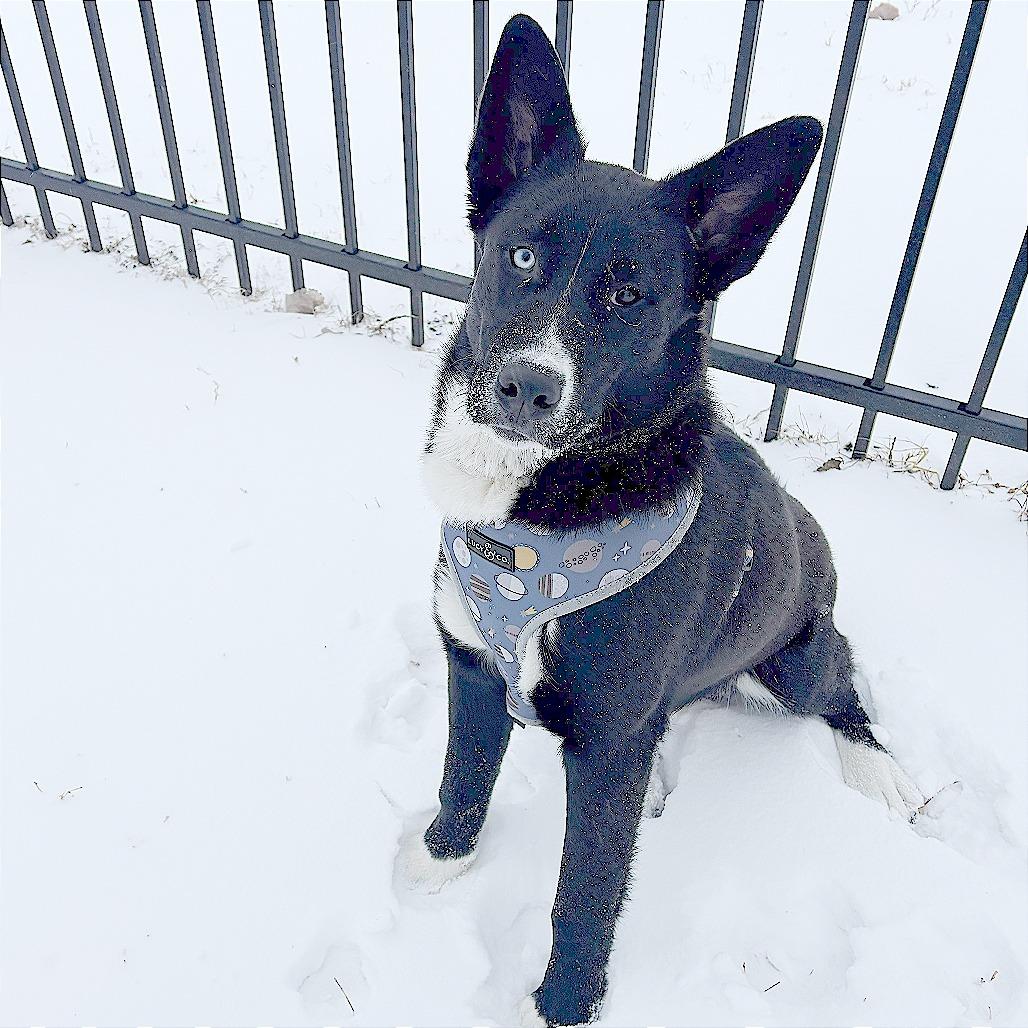 Loki, Adoptable, Young Male Husky.