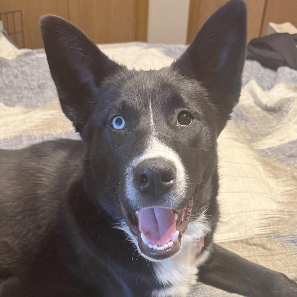 Enlarge Loki, a Adoptable Husky in Wichita, KS image 2/6