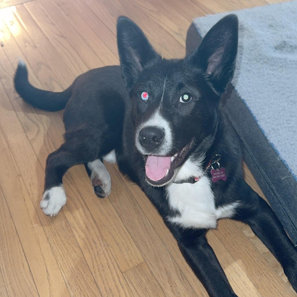 Enlarge Loki, a Adoptable Husky in Wichita, KS image 3/6