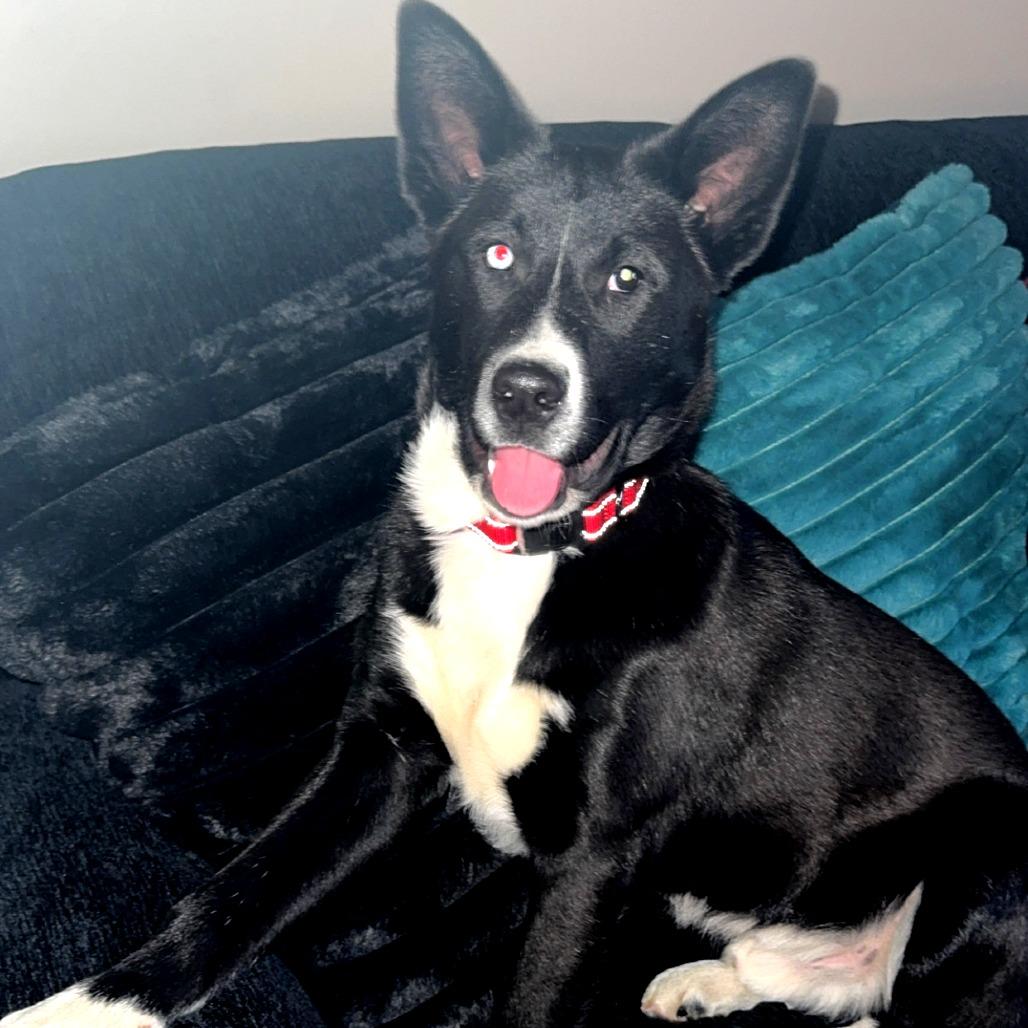 Enlarge Loki, a Adoptable Husky in Wichita, KS image 4/6