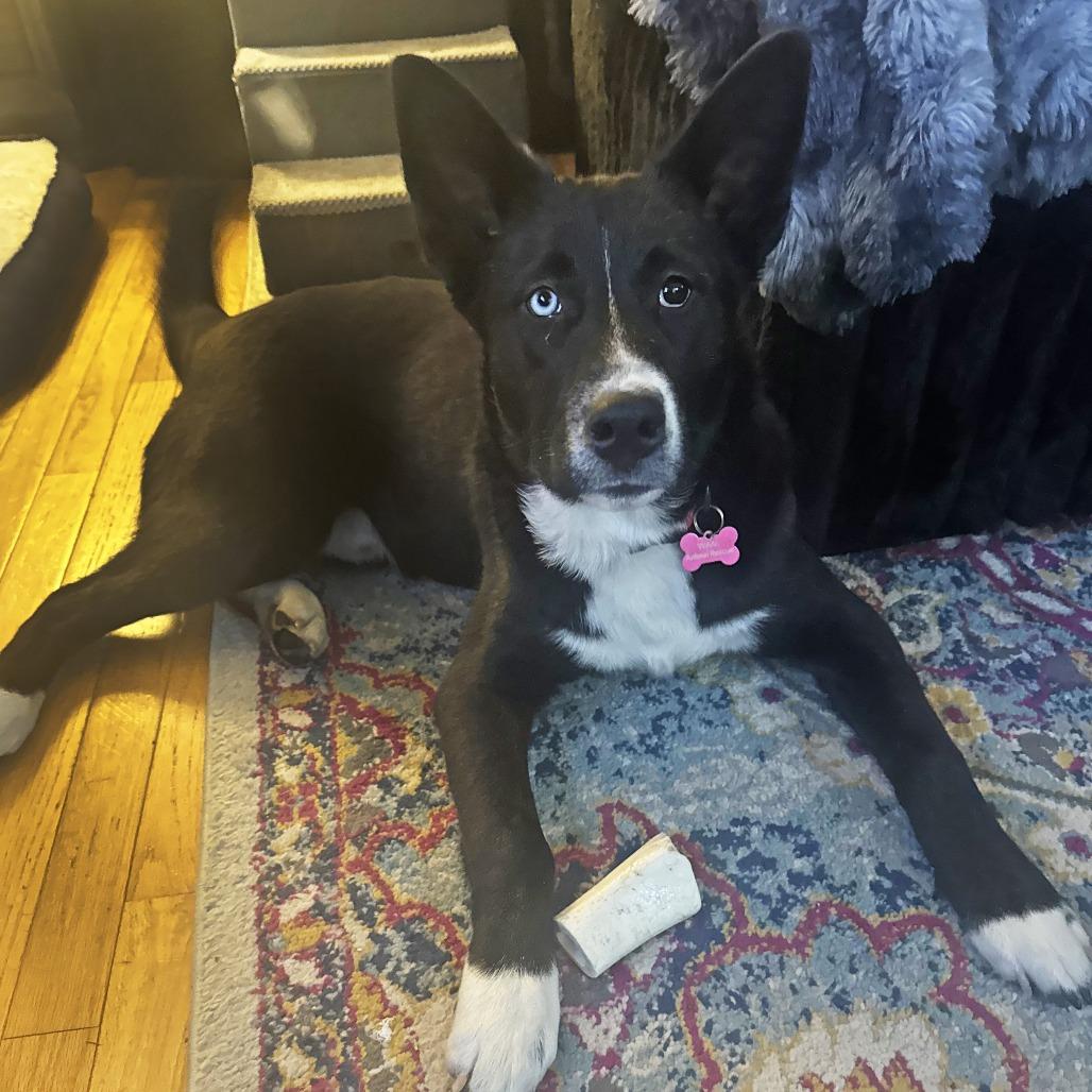 Enlarge Loki, a Adoptable Husky in Wichita, KS image 6/6