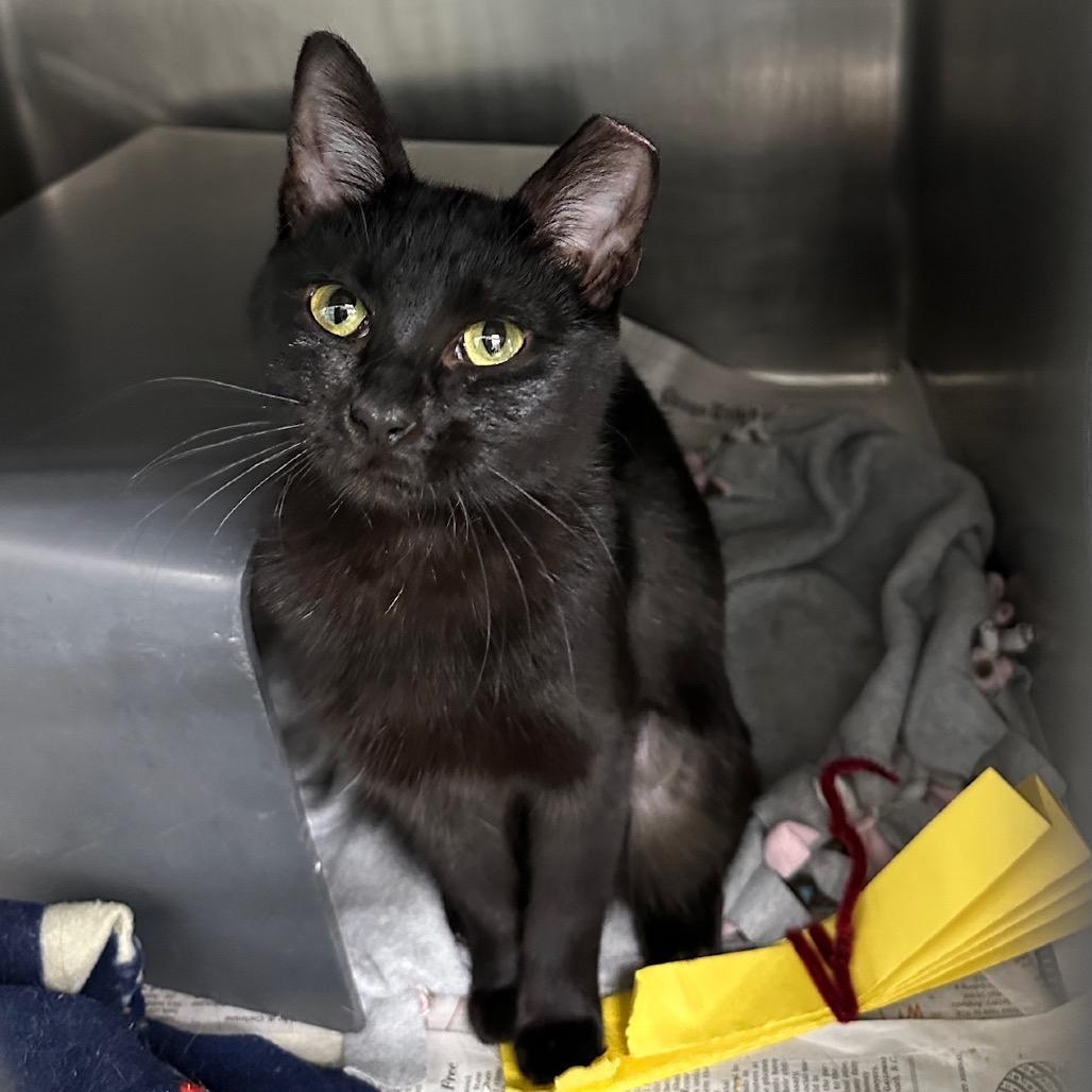 Annalise, Adoptable, Young Female Domestic Short Hair.