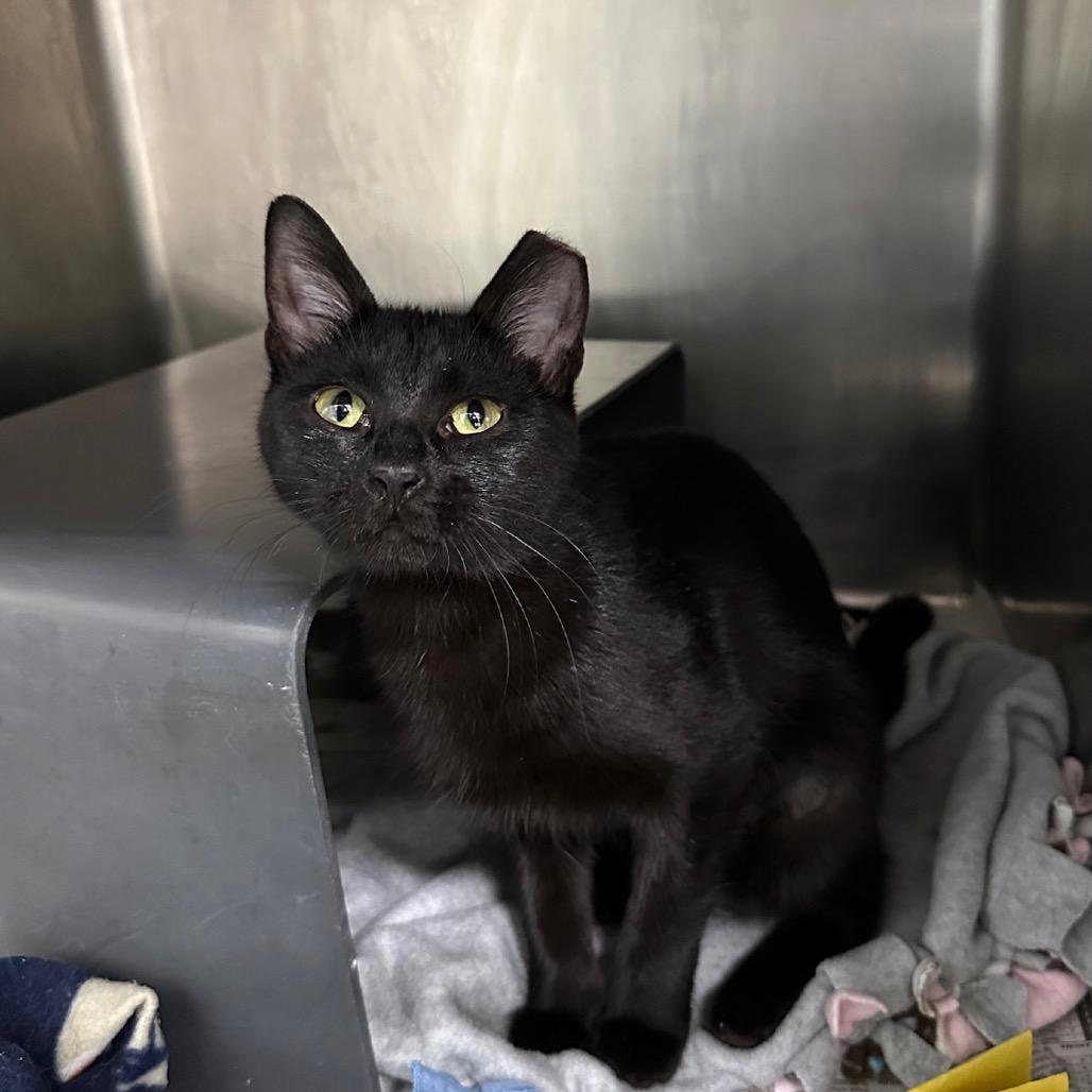 Annalise, a Adoptable Domestic Short Hair in Chicago, IL image 2/4