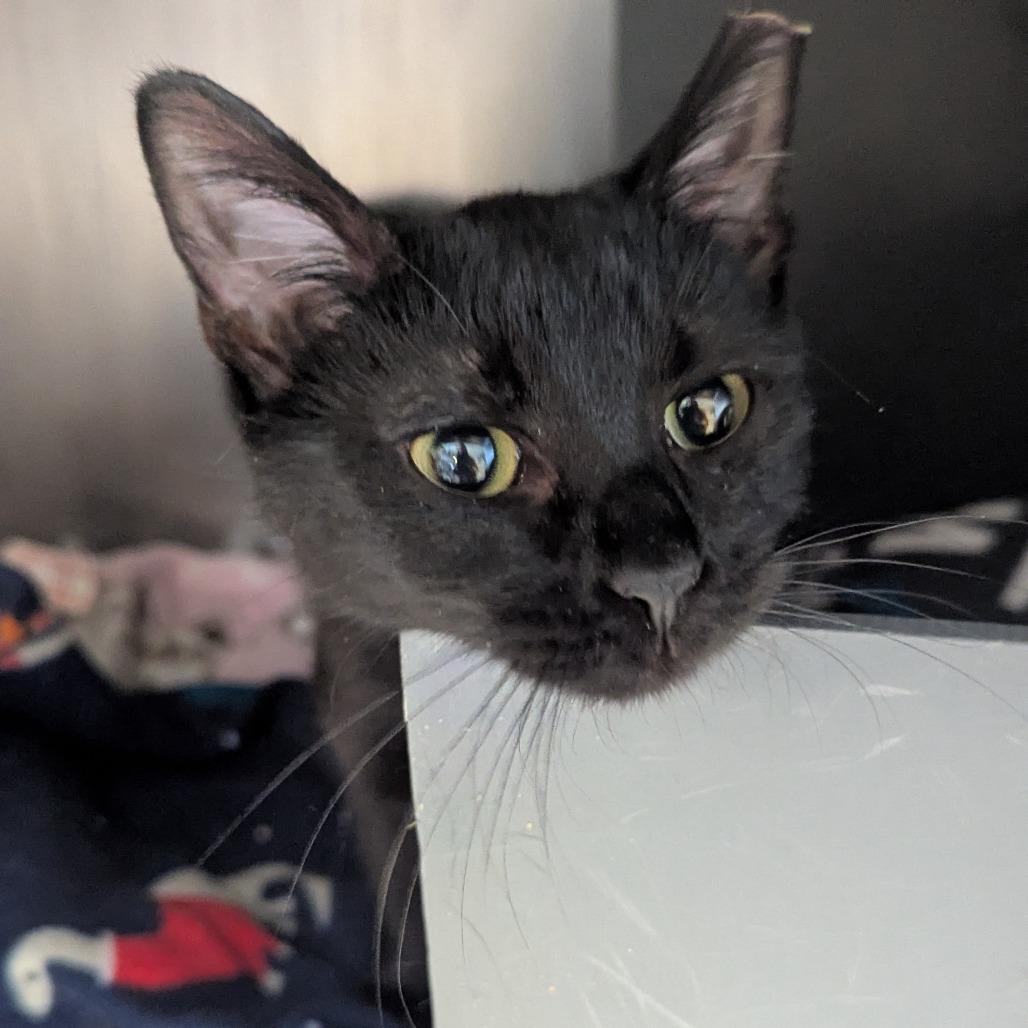 Annalise, a Adoptable Domestic Short Hair in Chicago, IL image 3/4